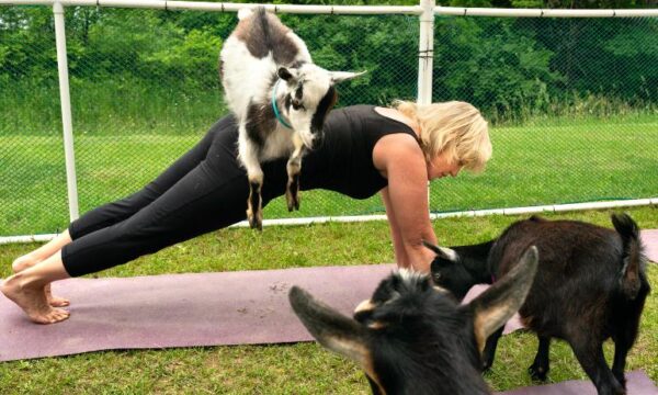 Finding Goat Yoga Classes Near You 