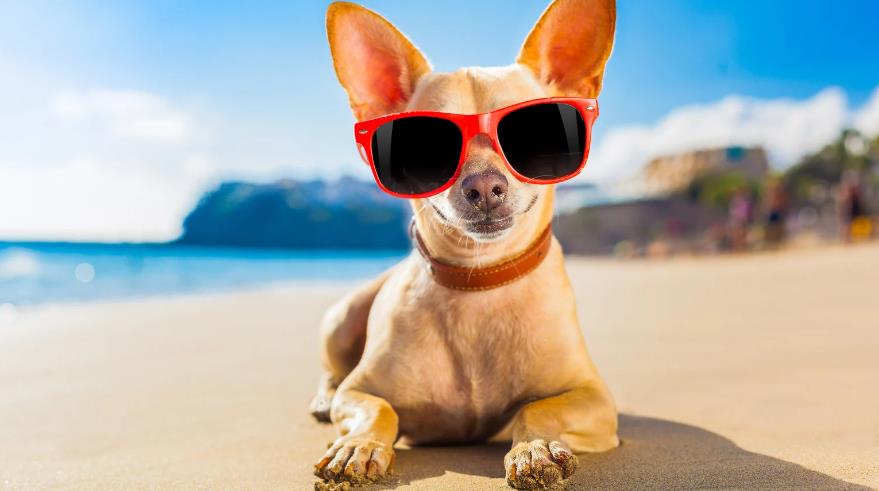 6 Fun Facts about Chihuahuas